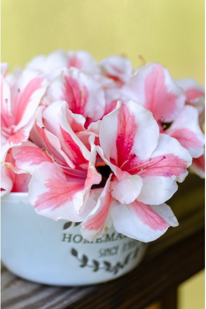 Рододендрон Старберст отношение к свету